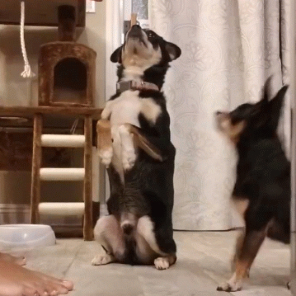 Meet your Posher, Myau